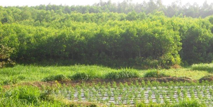 Đất 03 có làm được sổ đỏ không? Có được chuyển mục đích sử dụng?