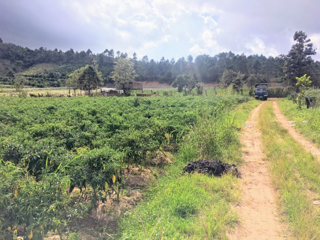 Đất nông nghiệp Đức Trọng - 1