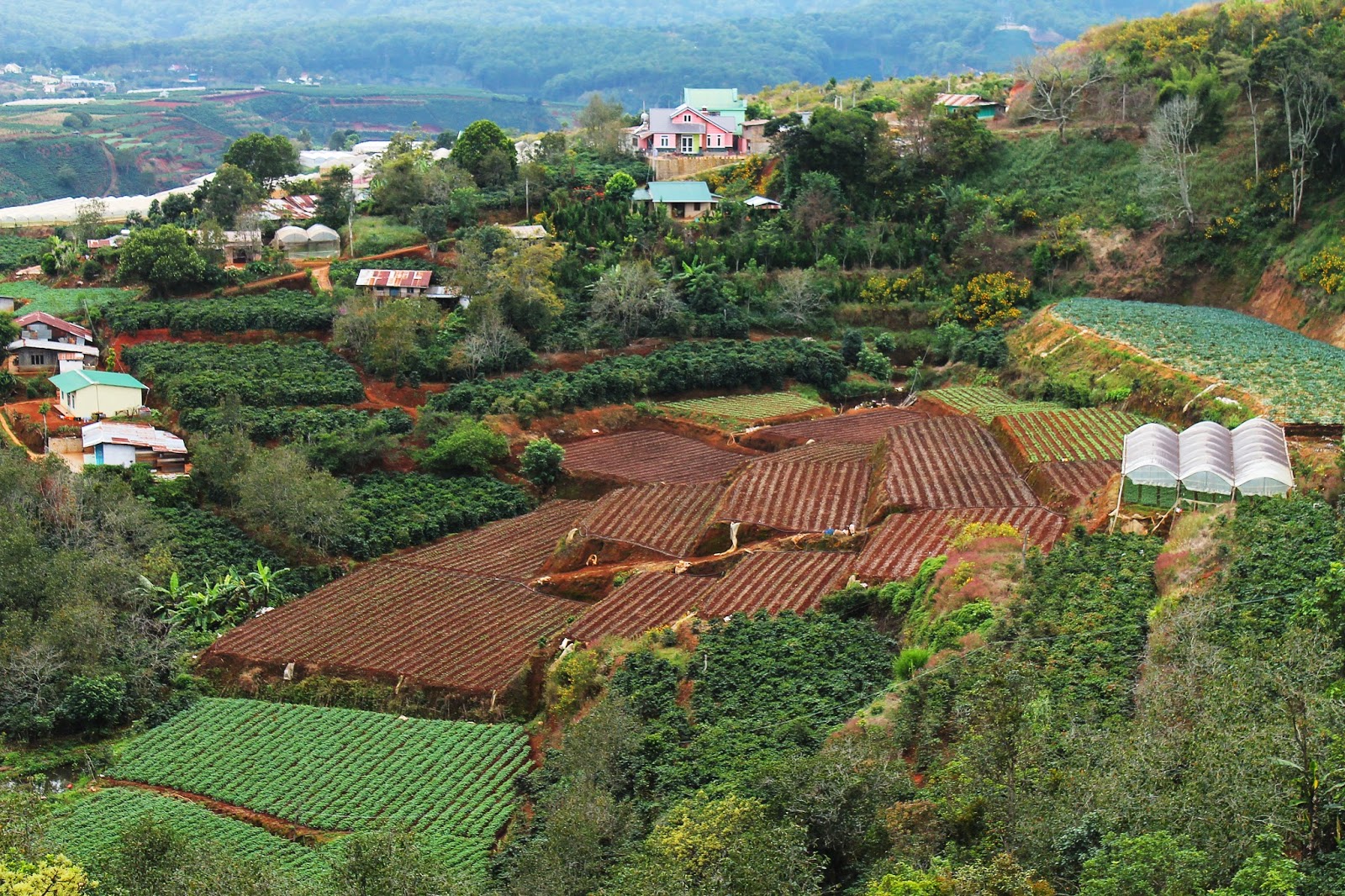 Bán trang trại Đà Lạt - 3
