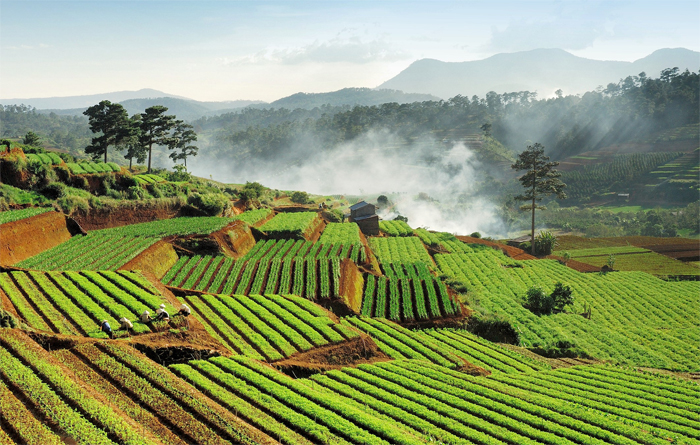 Bán đất nông nghiệp Đà Lat - 1