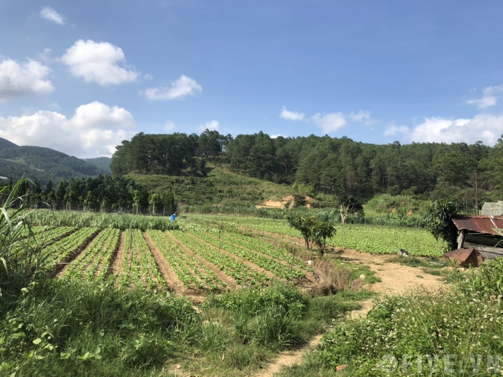 Bán đất Cầu Đất Đà Lạt - 4
