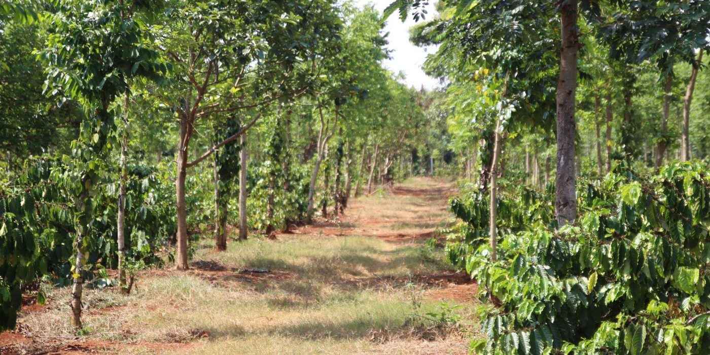 Bán đất rẫy Bảo Lộc - 3