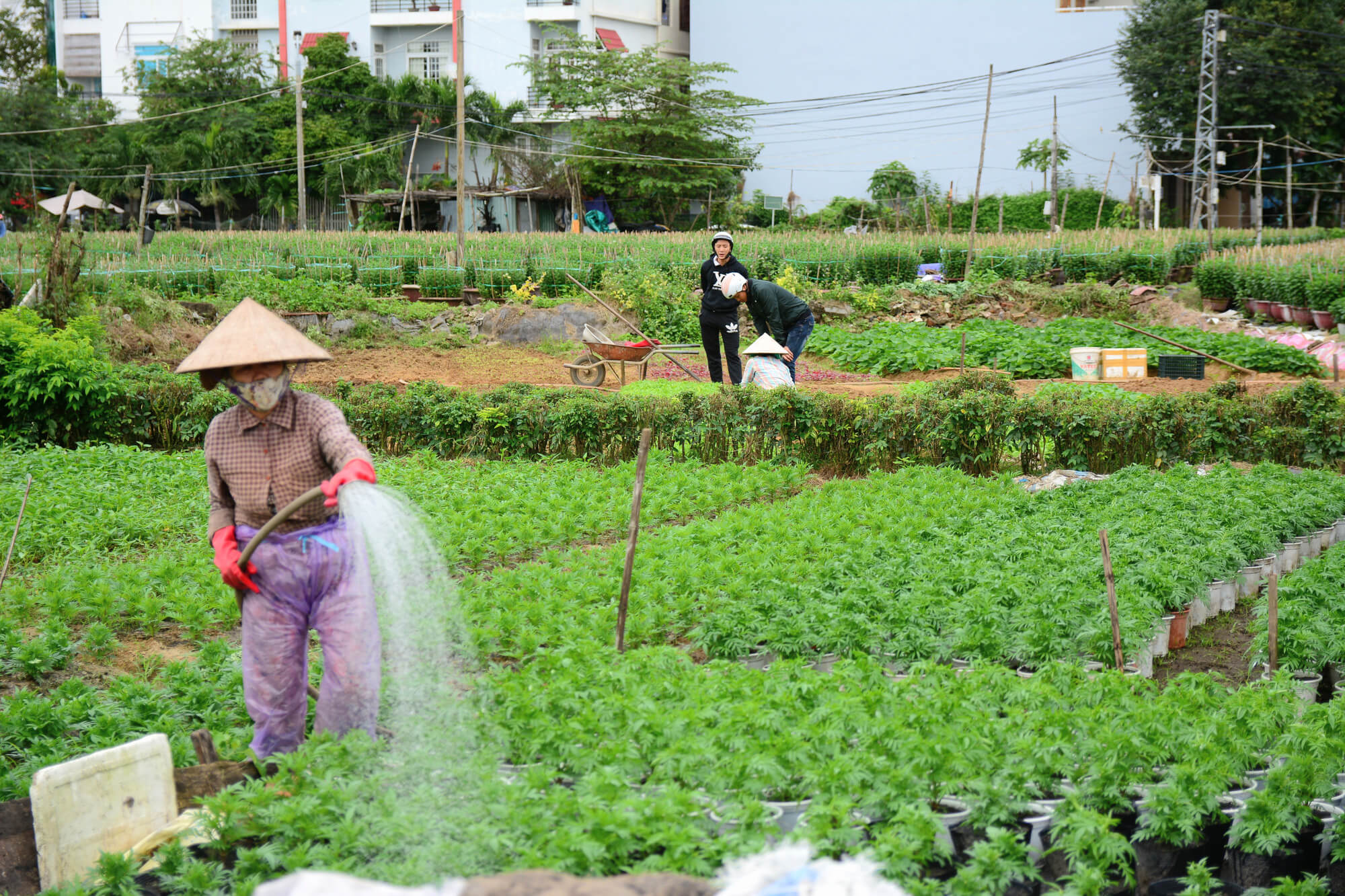 bán đất nông nghiệp huyện Thống Nhất - 1