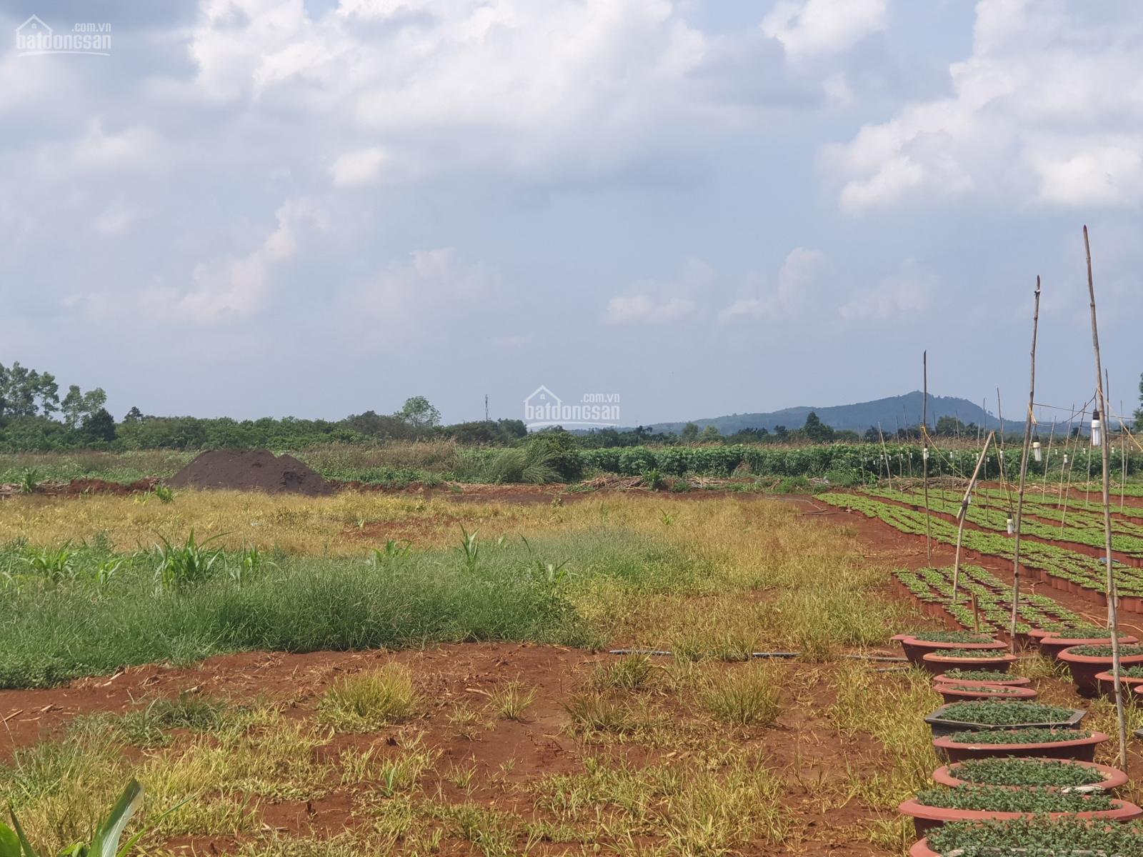 bán đất xã Quang Trung, Thống Nhất - 2