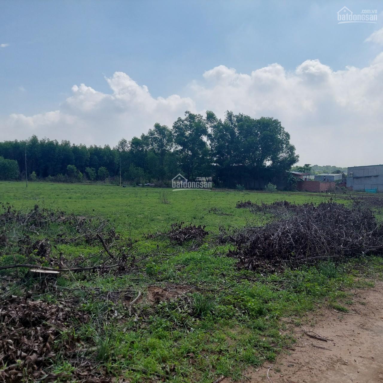 cần cho thuê đất trống Biên Hòa - 1