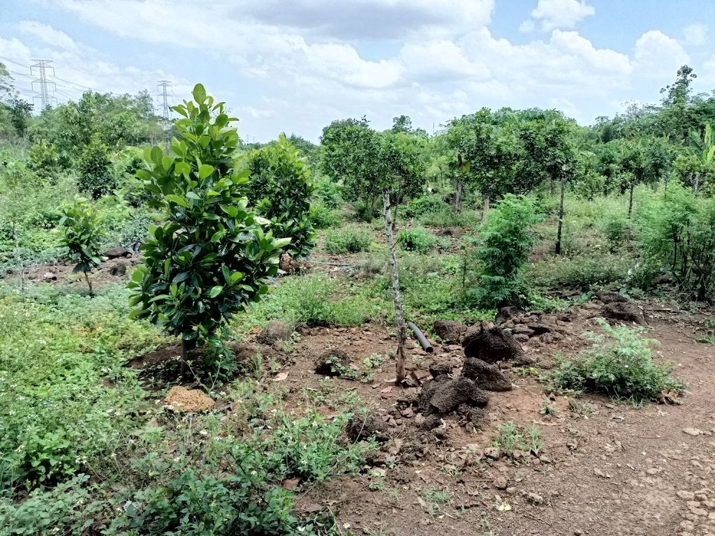 Bán đất rẫy xã Sông Trầu - 1