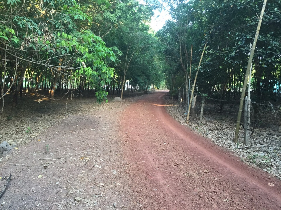 Bán đất cao su huyện Phú Giáo - 2