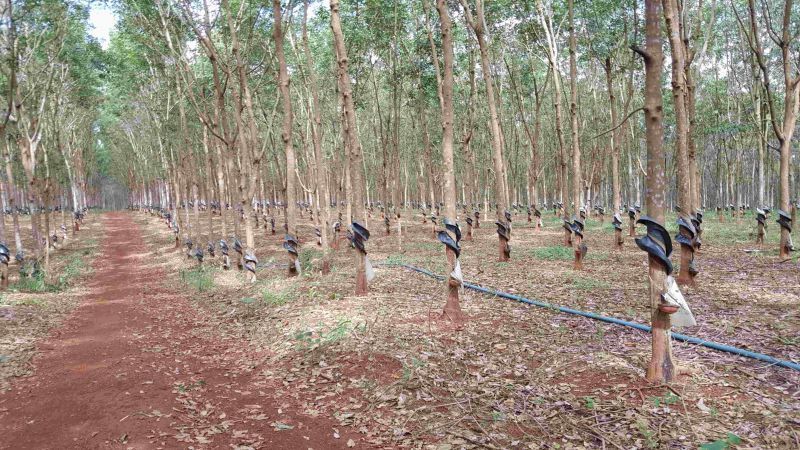 Bán đất cao su huyện Phú Giáo - 3