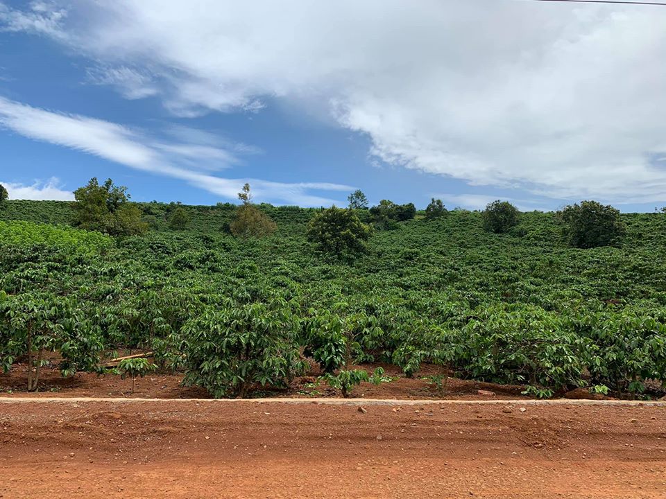 Đất vườn Bảo Lộc -1