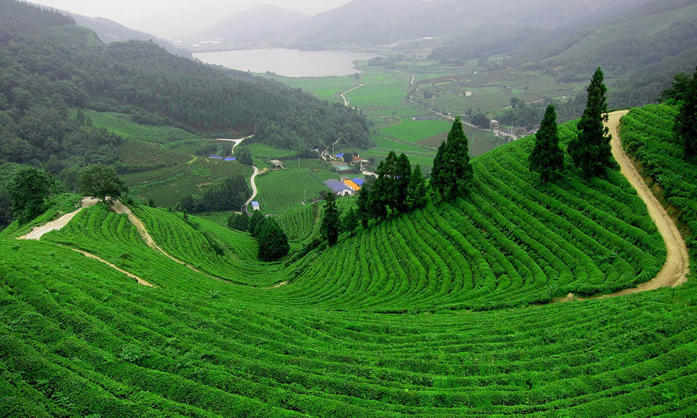 Đất vườn Bảo Lộc được quan tâm