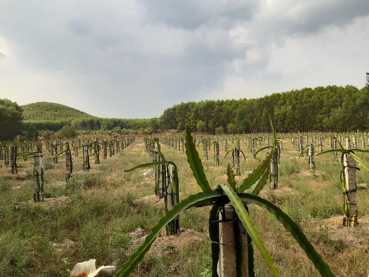 Bán đất Xuân Lộc - 4