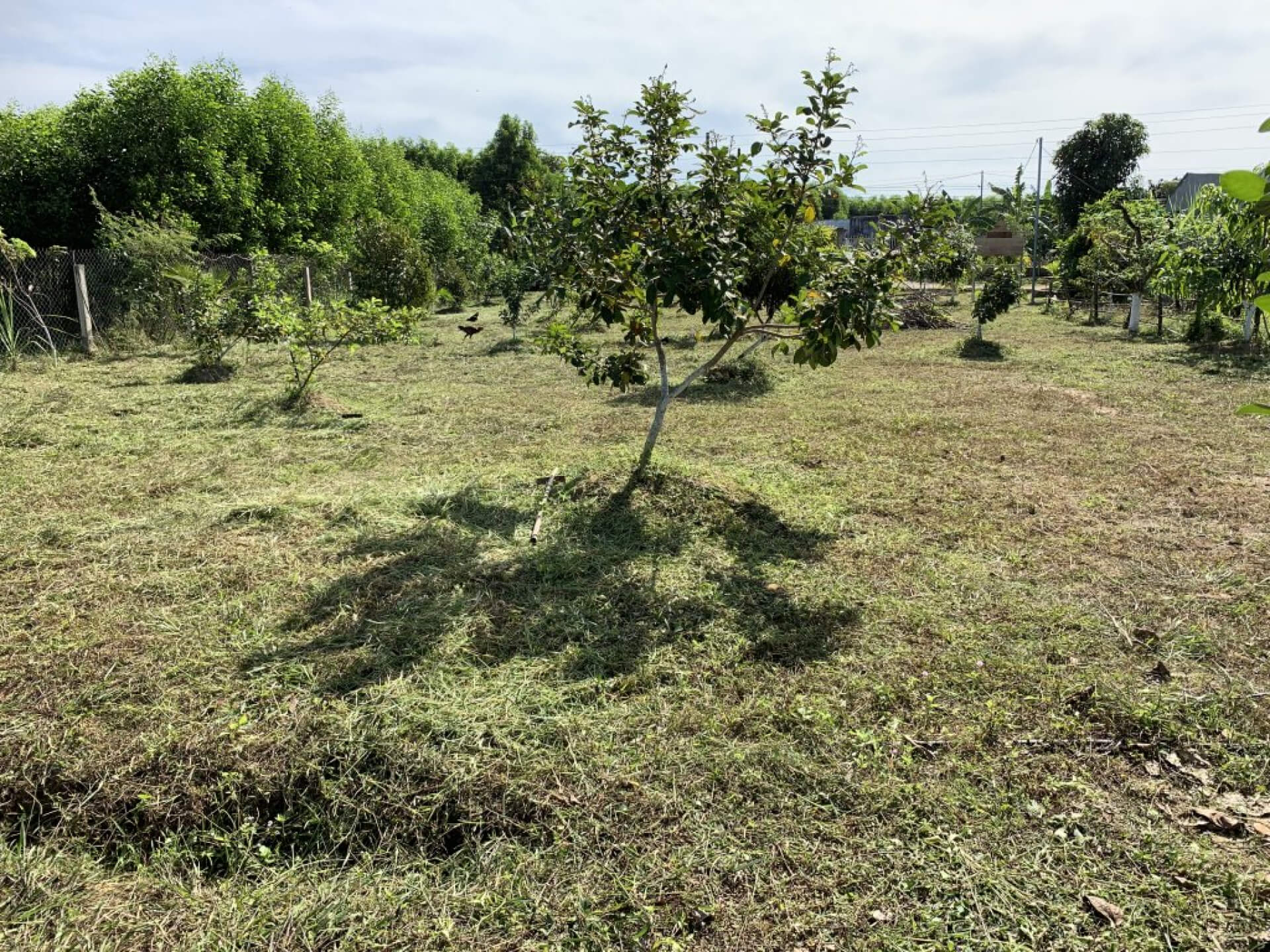 Bán đất vườn Vĩnh Cửu - 2