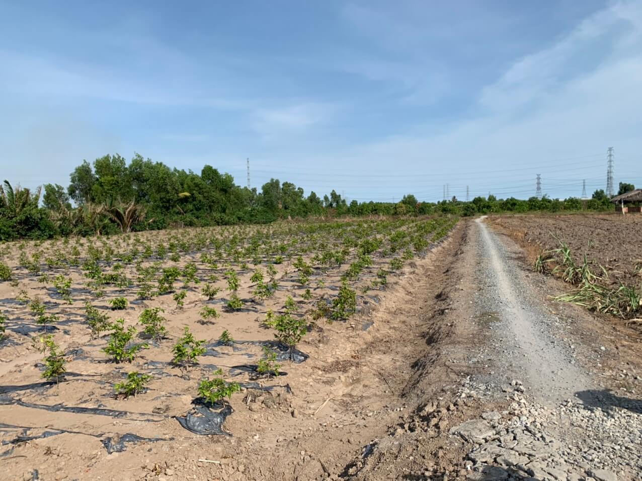 đất nông nghiệp Nhơn Trạch - 2