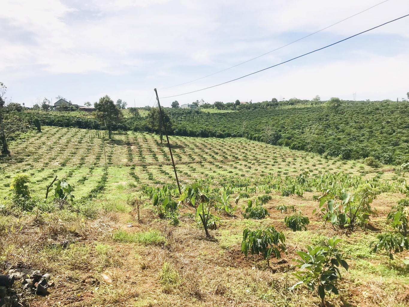 bán đất vườn xã Vĩnh Thanh, Nhơn Trạch - 1