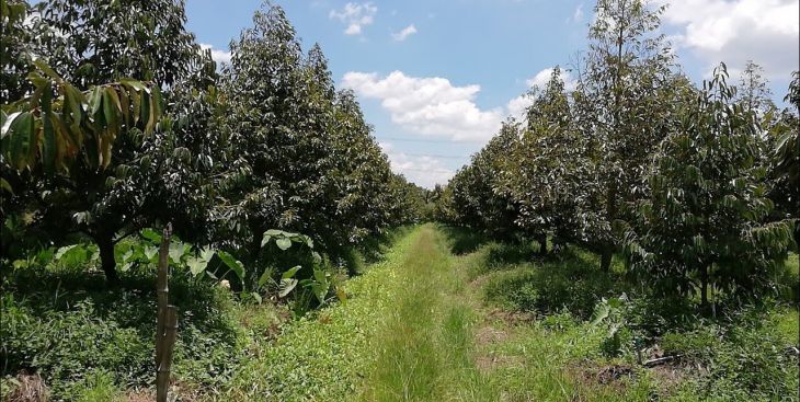 Đất vườn Long Khánh, Đồng Nai đã đến lúc đầu tư chưa?