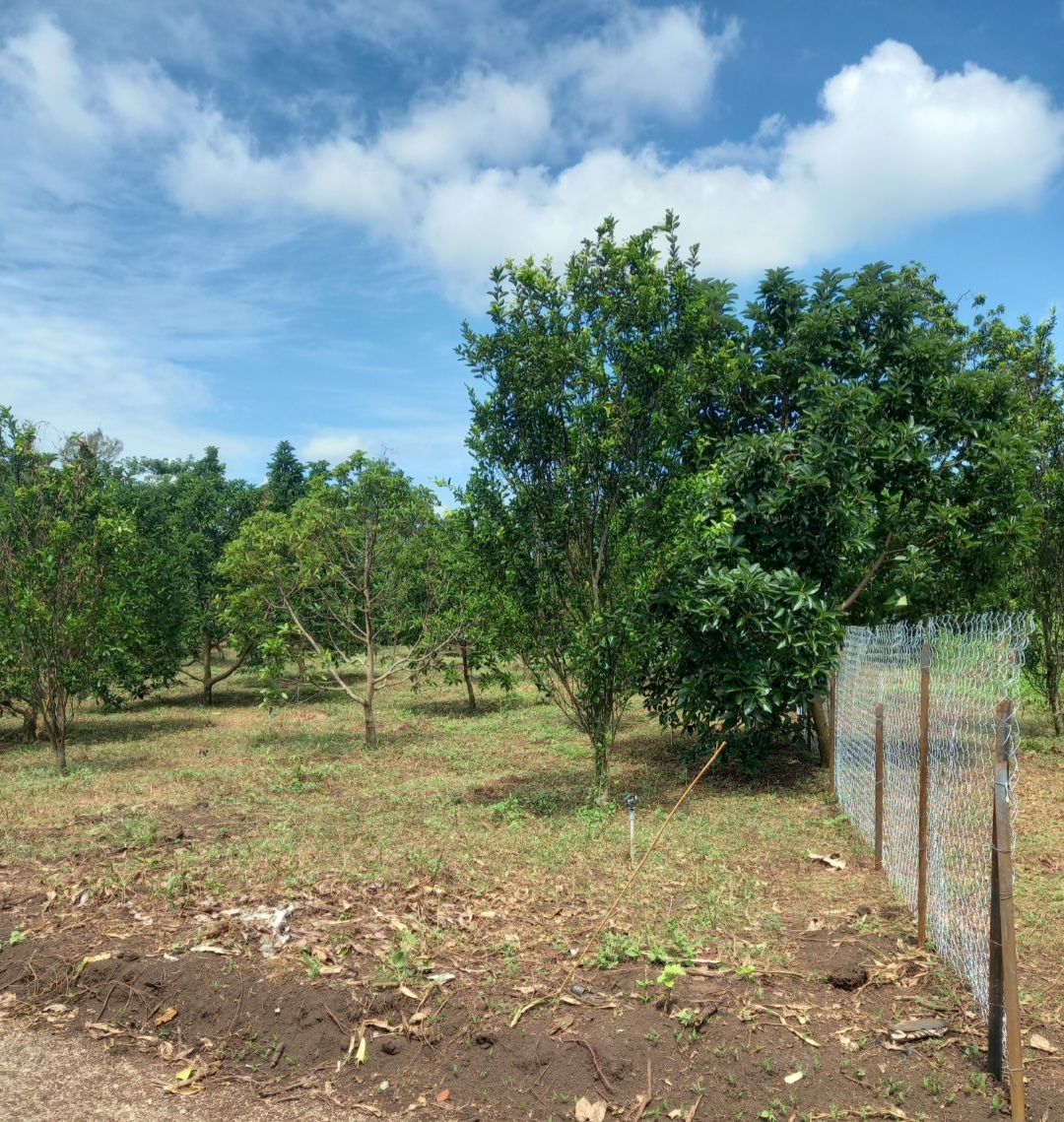 Bán đất vườn xã Đại Phước, Nhơn Trạch - 1