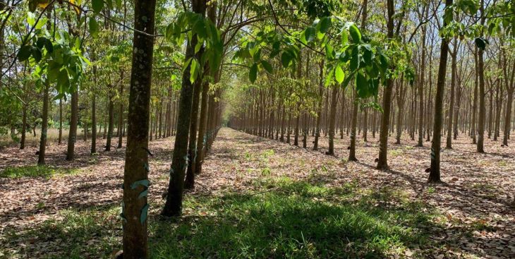 Đất vườn Cẩm Mỹ giá bao nhiêu? Đã đến lúc đầu tư chưa?