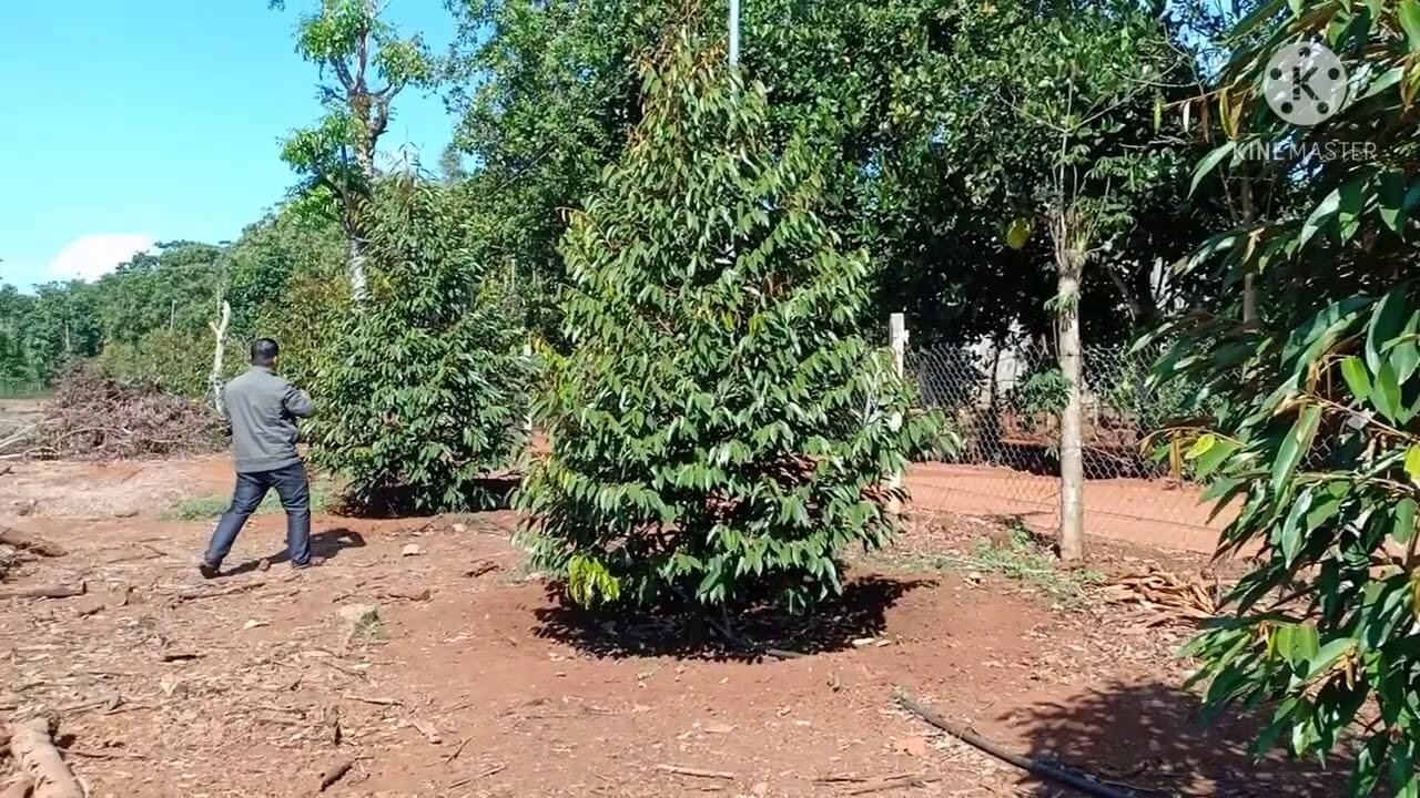 xã Xuân Tây, huyện Cẩm Mỹ, tỉnh Đồng Nai 2