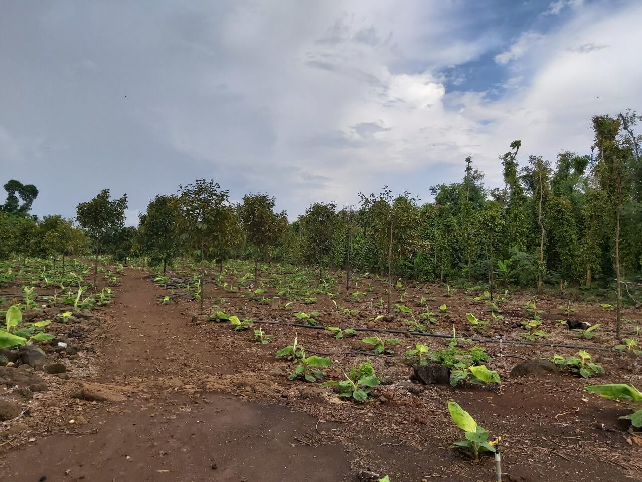 Bán đất rẫy Định Quán, Đồng Nai 2