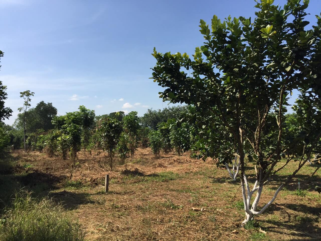 Bán đất rẫy Định Quán, Đồng Nai 4