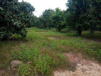 Lưu ý khi mua đất rẫy giá rẻ