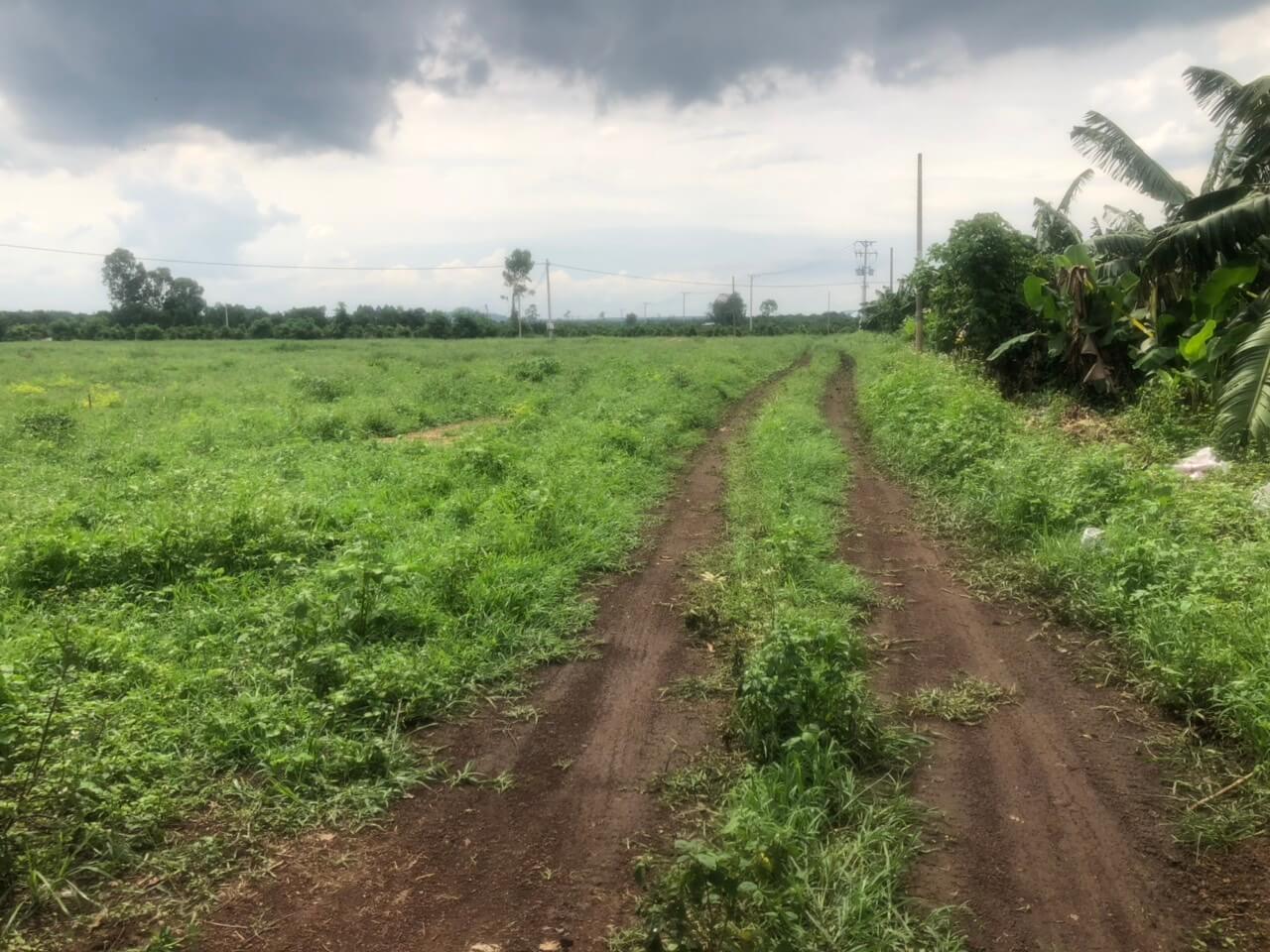 Mua bán đất nông nghiệp huyện Định Quán, tỉnh Đồng Nai 4