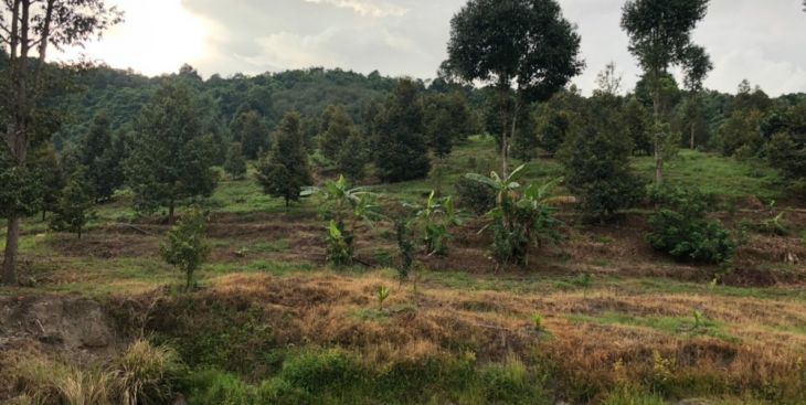 Mua bán đất rẫy Đồng Nai giá rẻ từ 500 triệu ở đâu?