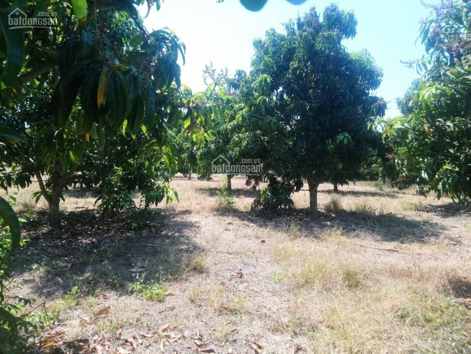 Xã Phú Ngọc, Định Quán - 4