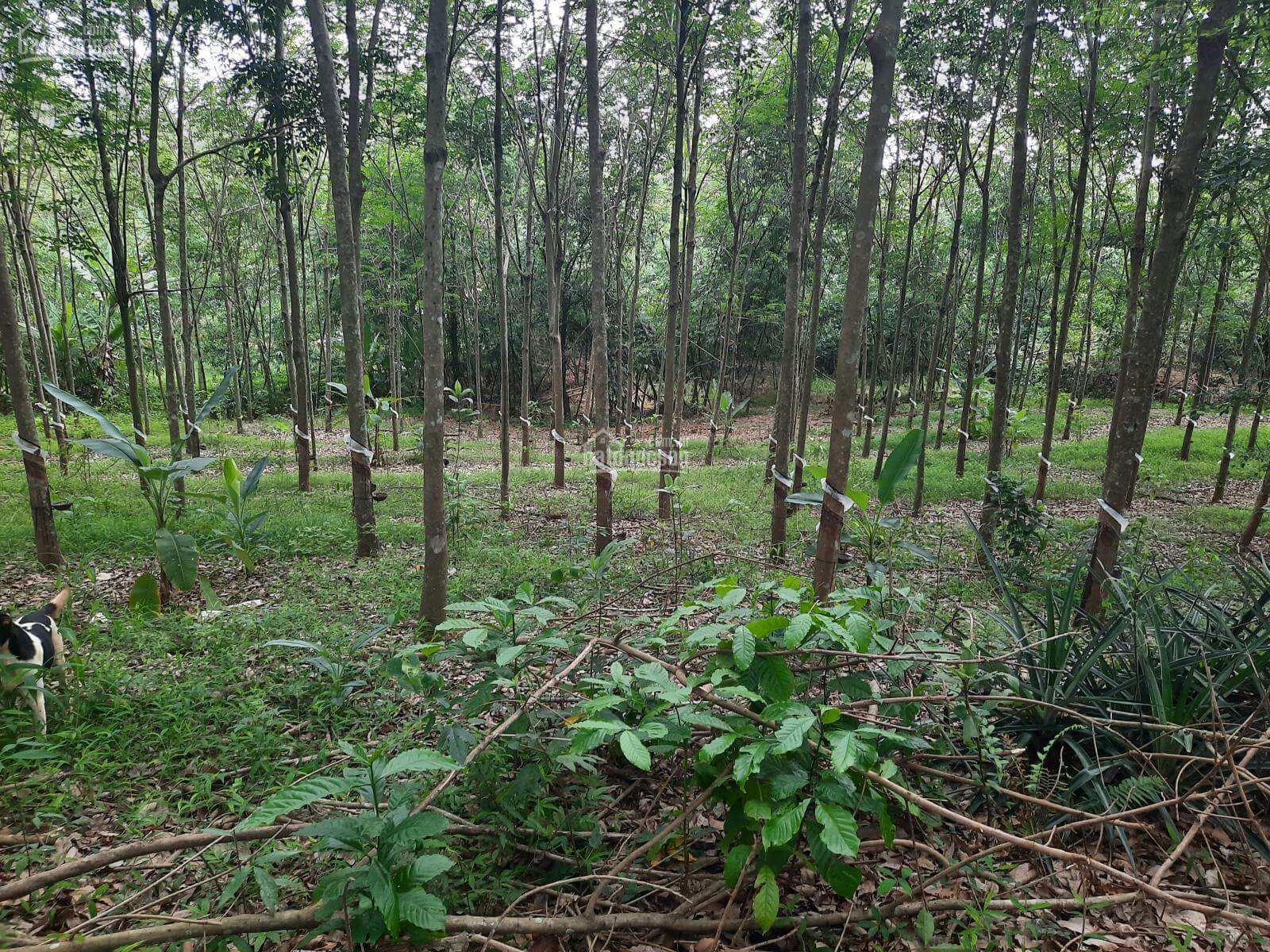 bán đất xã Thừa Đức, huyện Cẩm Mỹ 1