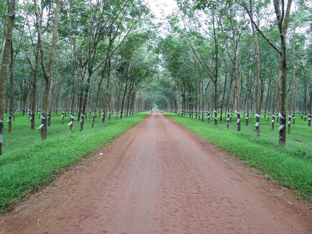 Bán đất rẫy Kon Tum - 1