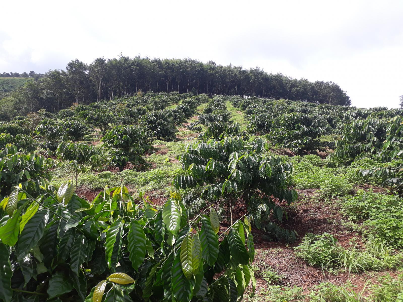 Bán đất rẫy Kon Tum - 3