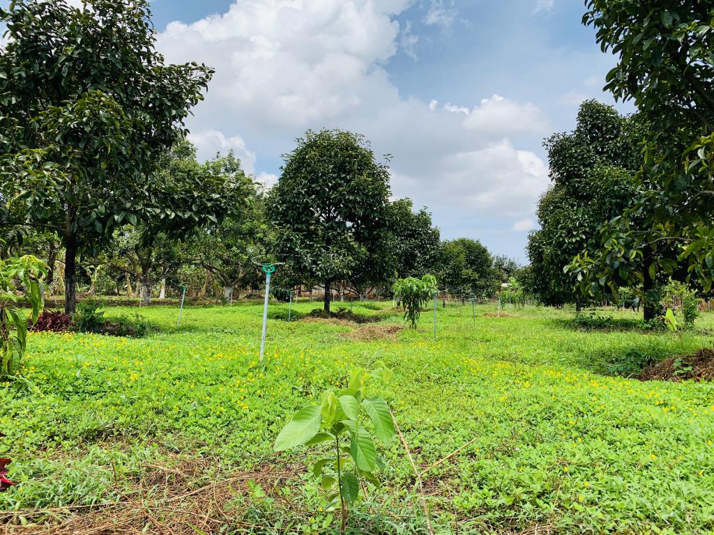 bán đất vườn Đồng Nai - 1