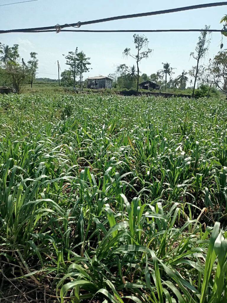 bán đất nông nghiệp, huyện Tân Phú, Đồng Nai 2