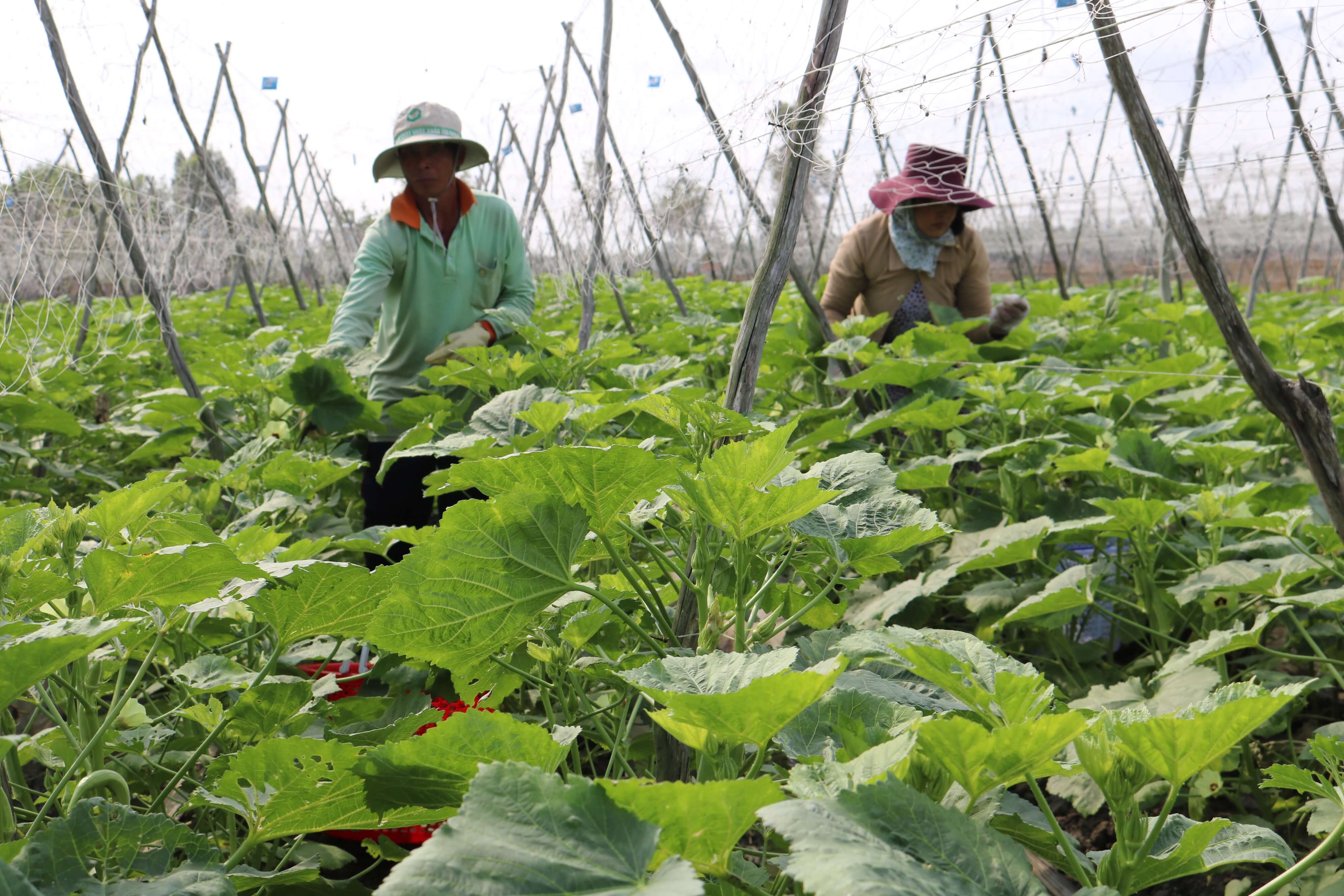 kinh tế huyện Thủ Thừa, Long An 1