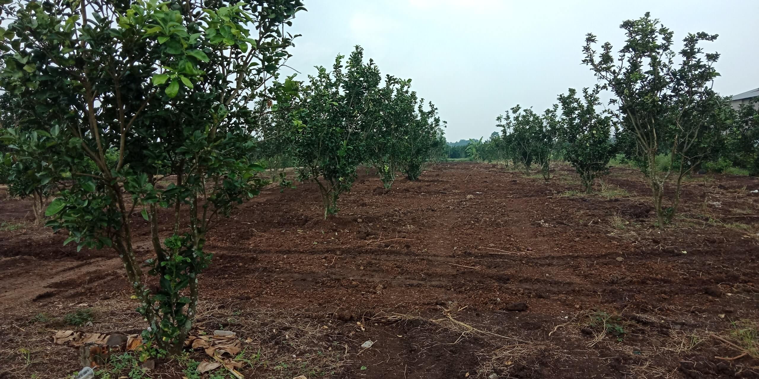 mua đất rẫy Tân Phú, Đồng Nai 2