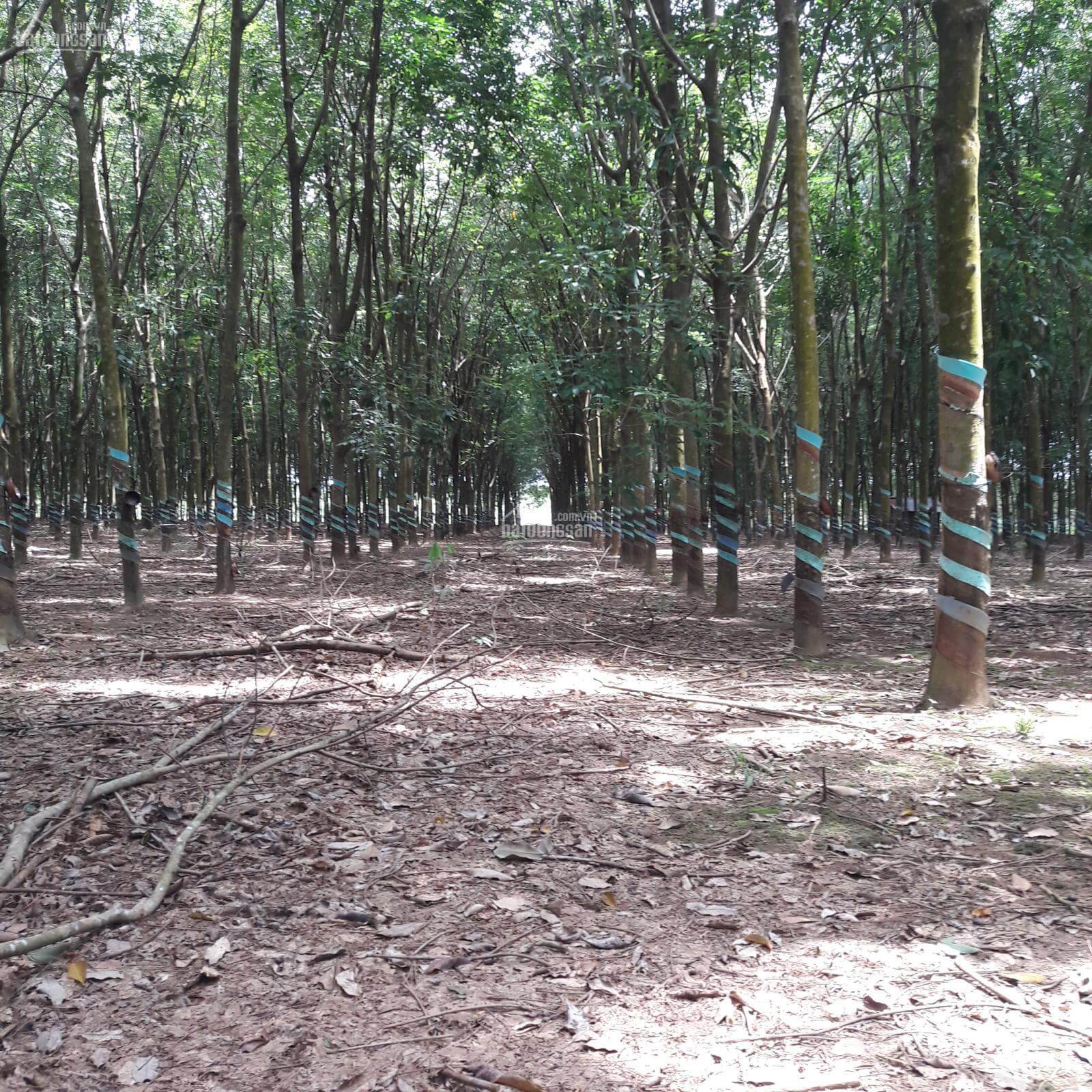 mua đất rẫy Tân Phú, Đồng Nai 3