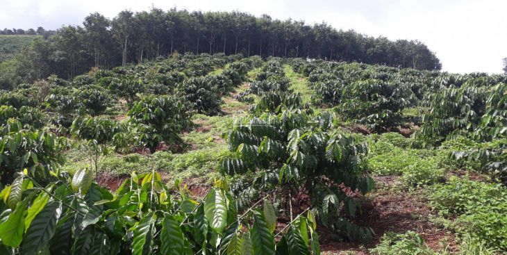 Thông tin bán đất rẫy Kon Tum 2020