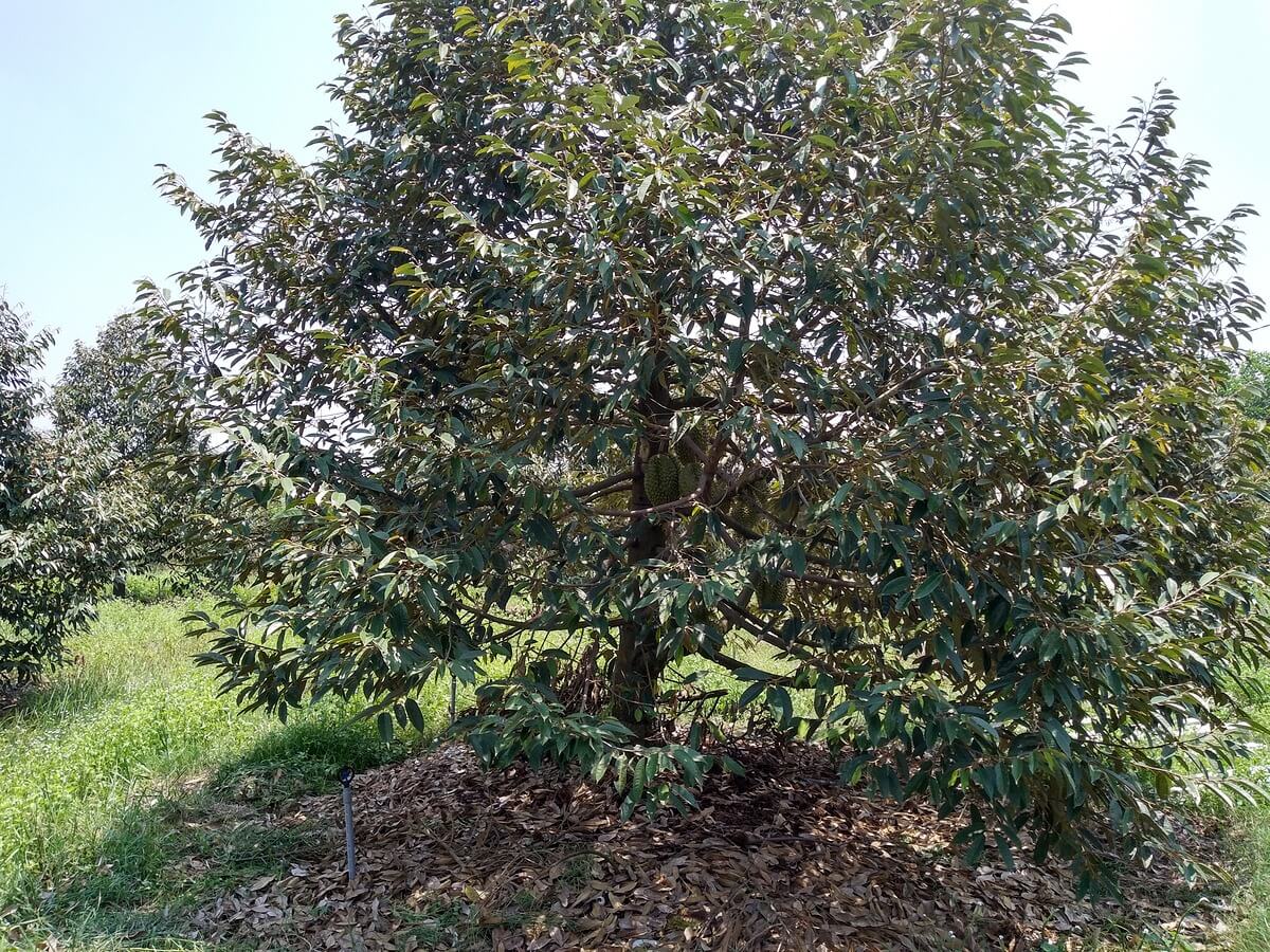 bán đất sầu riêng Bảo Lộc 1