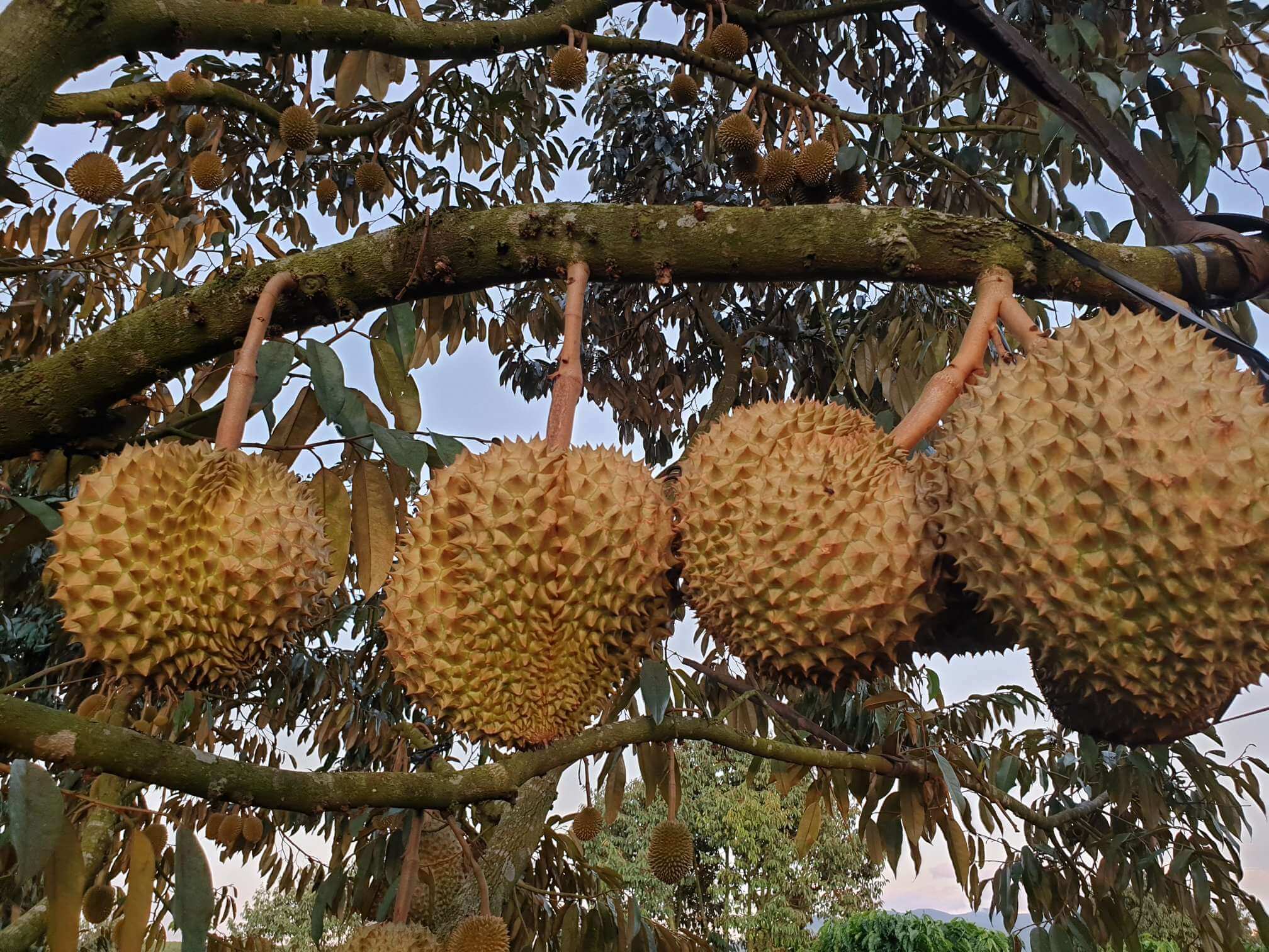 bán đất sầu riêng Bảo Lộc 2