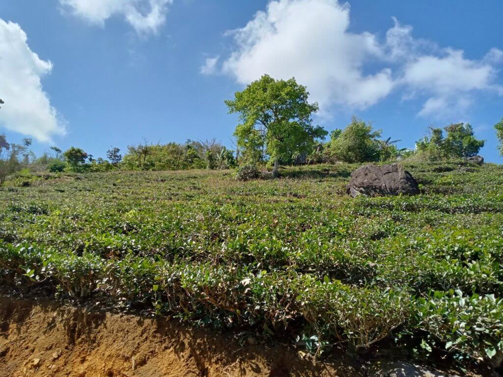 đất sào Bảo Lộc 1