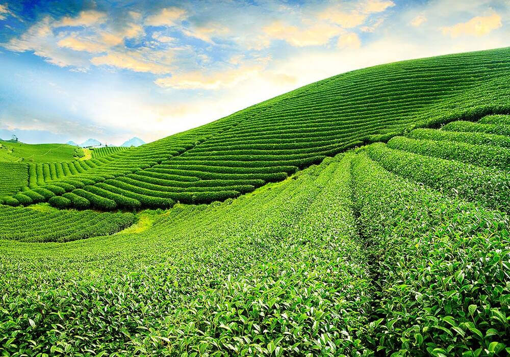 Bán đất đồi chè Bảo Lộc 3