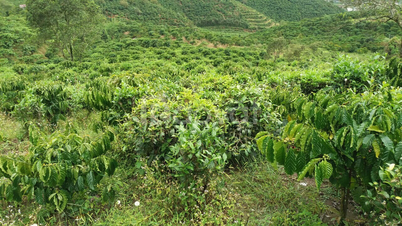 xã Lộc Châu, Tp. Bảo Lộc 1