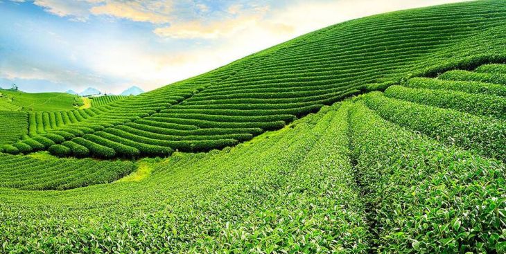 Bán đất đồi chè Bảo Lộc, vì sao thu hút?